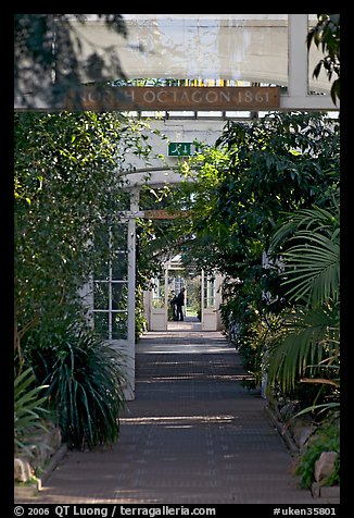 Inside the Temperate House. Kew Royal Botanical Gardens,  London, England, United Kingdom