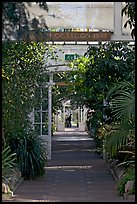 Inside the Temperate House. Kew Royal Botanical Gardens,  London, England, United Kingdom (color)