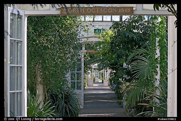Long central path in the Temperate House. Kew Royal Botanical Gardens,  London, England, United Kingdom (color)