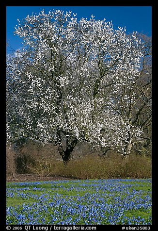 Tree in bloom and carpet of bluebells. Kew Royal Botanical Gardens,  London, England, United Kingdom (color)