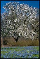 Tree in bloom and carpet of bluebells. Kew Royal Botanical Gardens,  London, England, United Kingdom ( color)