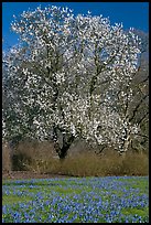 Tree in bloom and carpet of bluebells. Kew Royal Botanical Gardens,  London, England, United Kingdom