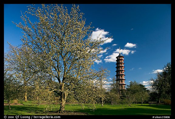Great Pagoda and tree in bloom. Kew Royal Botanical Gardens,  London, England, United Kingdom (color)