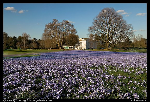 Glories of the Snow (Chionodoxa) and Orangerie. Kew Royal Botanical Gardens,  London, England, United Kingdom