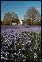 Carpet of glories of the Snow (Chionodoxa) and Orangerie. Kew Royal Botanical Gardens,  London, England, United Kingdom