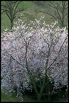 Trees in bloom, Greenwich Park. Greenwich, London, England, United Kingdom ( color)