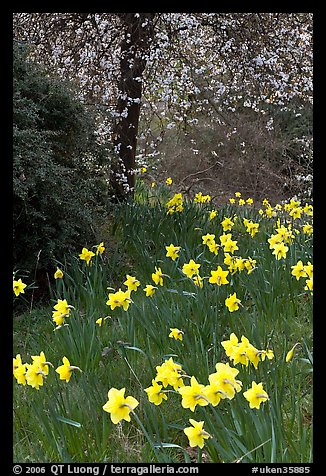 Daffodills and tree in bloom, Greenwich Park. Greenwich, London, England, United Kingdom (color)