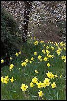 Daffodills and tree in bloom, Greenwich Park. Greenwich, London, England, United Kingdom ( color)