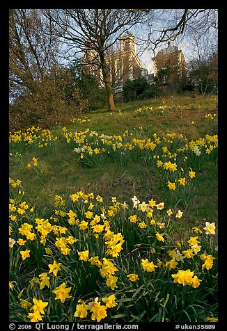 Daffodils on hillside,  Royal Observatory. Greenwich, London, England, United Kingdom (color)