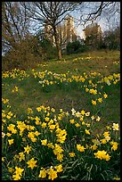 Daffodils on hillside,  Royal Observatory. Greenwich, London, England, United Kingdom ( color)