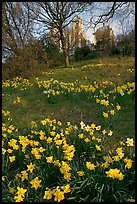 Daffodils on hillside,  Royal Observatory. Greenwich, London, England, United Kingdom