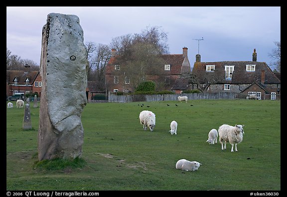 Standing stone, sheep, and village, Avebury, Wiltshire. England, United Kingdom (color)
