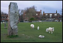 Standing stone, sheep, and village, Avebury, Wiltshire. England, United Kingdom