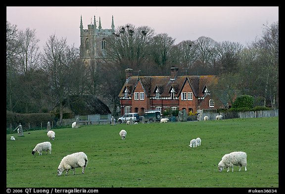 Sheep in pasture, village houses and church, Avebury, Wiltshire. Wiltshire, England, United Kingdom