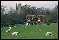 Sheep in pasture, village houses and church, Avebury, Wiltshire. Wiltshire, England, United Kingdom (color)