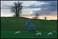 Sheep, standing stone, and hill at sunset, Avebury, Wiltshire. England, United Kingdom