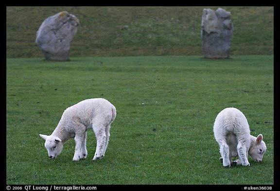 Two lambs and two standing stones, Avebury, Wiltshire. England, United Kingdom