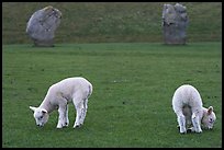 Two lambs and two standing stones, Avebury, Wiltshire. England, United Kingdom (color)