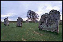 Megaliths and tree, Avebury, Wiltshire. England, United Kingdom