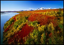 Susitna River and autumn colors on the tundra. Alaska, USA ( color)