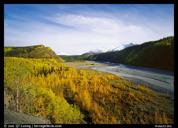 Matanuska River valley and aspens in fall color. Alaska, USA