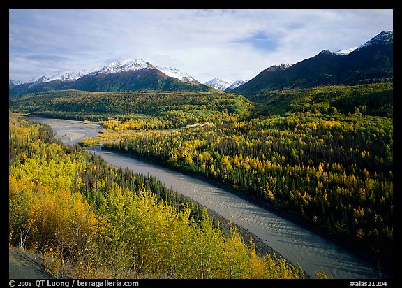 Autumn Aspens, Matanuska River, and Chugach mountains. Alaska, USA