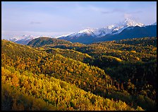 Aspens in fall colors and Chugach mountain, late afternoons. Alaska, USA (color)