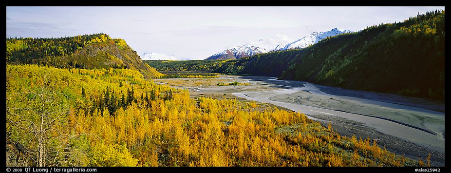 Wide valley with aspen in autumn colors. Alaska, USA (color)