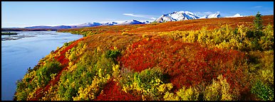 Tundra fall scenery with bright colors and river. Alaska, USA (Panoramic color)