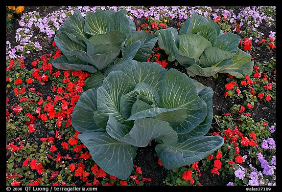 Giant cabbages on floral display. Anchorage, Alaska, USA (color)