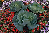 Giant cabbages on floral display. Anchorage, Alaska, USA (color)