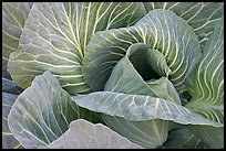 Close up of giant cabbage. Anchorage, Alaska, USA ( color)