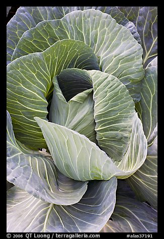 Giant cabbage detail. Anchorage, Alaska, USA (color)