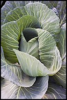 Giant cabbage detail. Anchorage, Alaska, USA