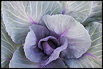 Cabbage close-up. Anchorage, Alaska, USA (color)