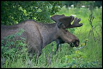 Bull moose, Earthquake Park. Anchorage, Alaska, USA (color)