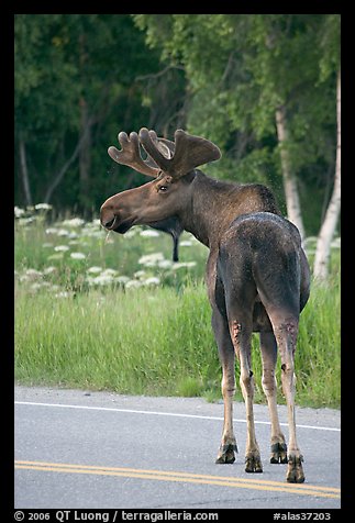 Bull moose on roadway, Earthquake Park. Anchorage, Alaska, USA