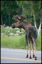 Bull moose on roadway, Earthquake Park. Anchorage, Alaska, USA ( color)