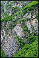 Vegetation and rocks on canyon walls, Keystone Canyon. Alaska, USA