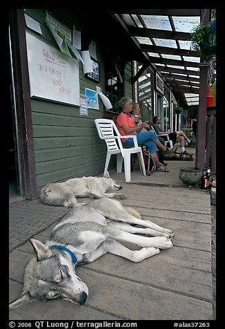 Dogs laying on porch of lodge. McCarthy, Alaska, USA