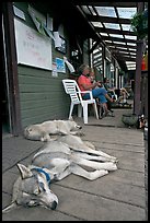 Dogs laying on porch of lodge. McCarthy, Alaska, USA ( color)