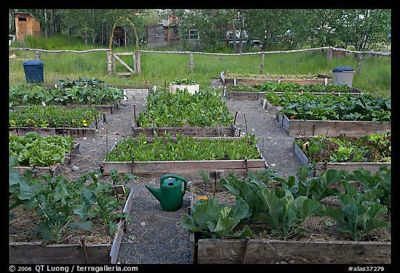 Vegetable garden. McCarthy, Alaska, USA (color)