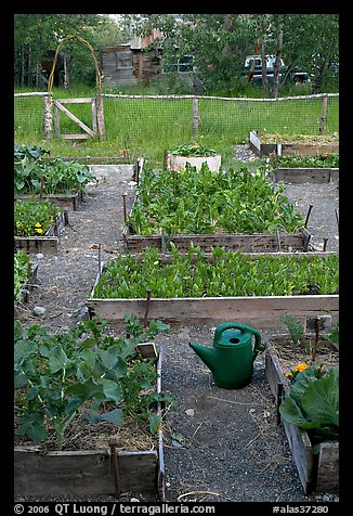 Community vegetable garden. McCarthy, Alaska, USA (color)
