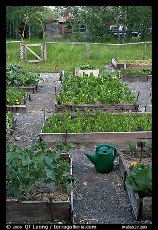 Community vegetable garden. McCarthy, Alaska, USA