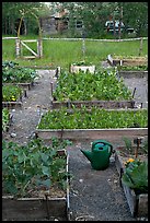 Community vegetable garden. McCarthy, Alaska, USA ( color)