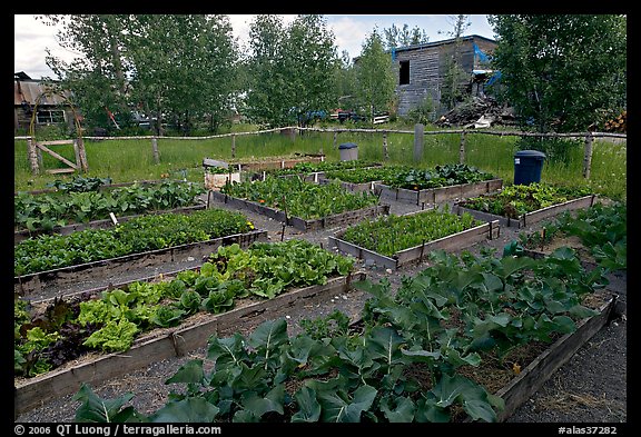 Vegetables grown in small enclosed garden. McCarthy, Alaska, USA (color)