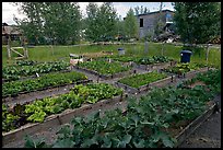 Vegetables grown in small enclosed garden. McCarthy, Alaska, USA ( color)