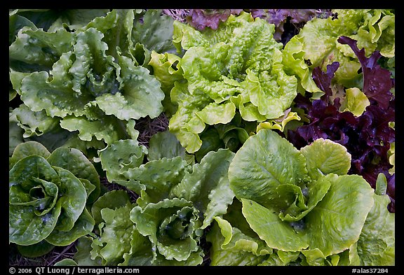 Close-up of lettuce grown in vegetable garden. McCarthy, Alaska, USA