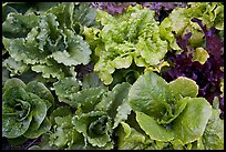 Close-up of lettuce grown in vegetable garden. McCarthy, Alaska, USA ( color)