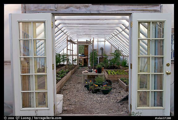 Greenhouse used for vegetable growing. McCarthy, Alaska, USA (color)